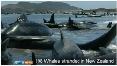 Stranded Whales