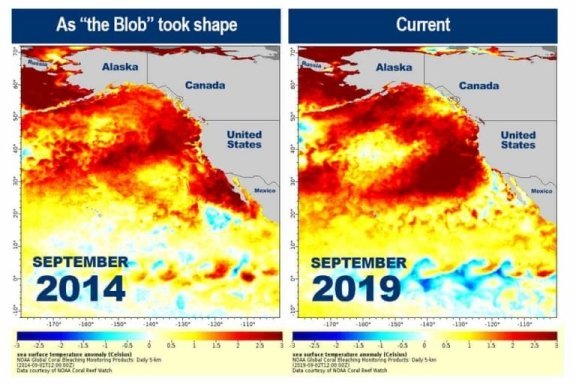 Pacific Blob