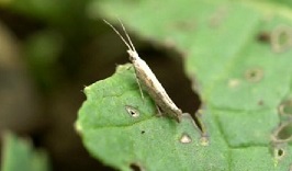 moth