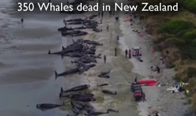 dead whales