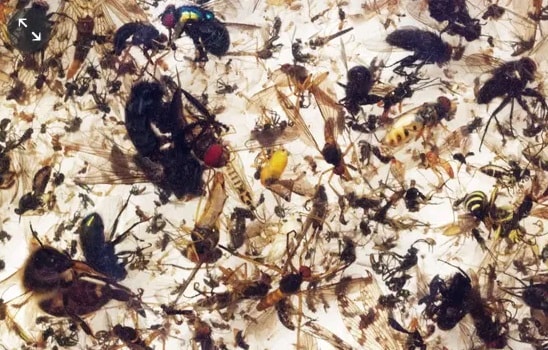 Insects