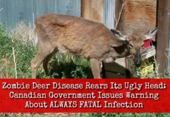 Zombie Deer