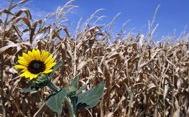 Parched Corn Field