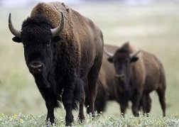 Bison