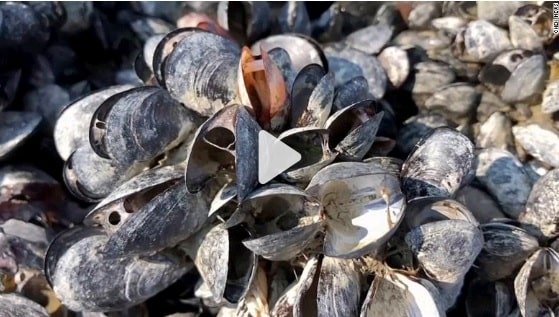 mussels